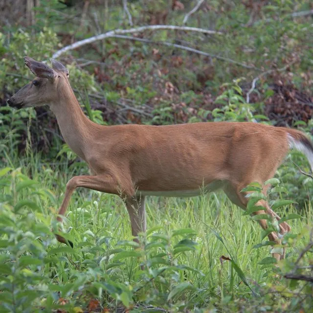 thumbnail for publication: Best Practices and Strategies for Artificial Insemination in Captive White-Tailed Deer